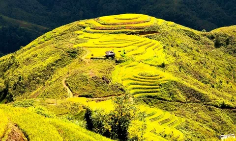 Sắc vàng Tây Bắc