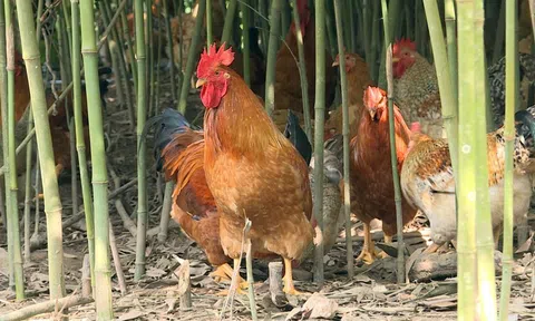 Gà Tiên Yên - Đặc sản Quảng Ninh
