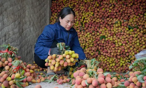 Mùa thu hoạch vải chín sớm phù cừ