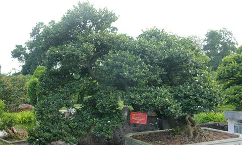 Dàn sơ ri bonsai cổ thụ, trĩu quả giá tiền tỷ của “tướng cướp hoàn lương”