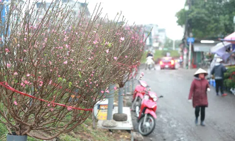 Sắc hồng đào Nhật Tân “gọi” Tết về phố