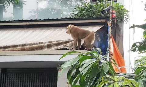 Khỉ, gấu sổng chuồng: người dân lo âu, cơ quan chức năng lúng túng