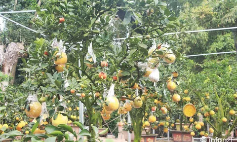 Vườn cây ghép 10 loại quả tiền tỷ, 'độc nhất vô nhị' chỉ phục vụ chơi Tết