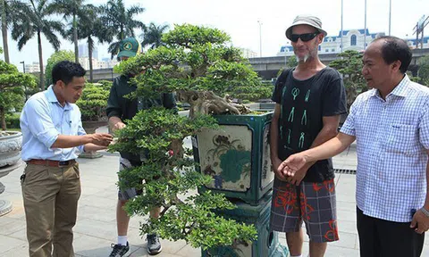 Siêu phẩm nguyệt quế cổ thụ dáng thác đổ đẹp nhất Việt Nam giá tiền tỷ