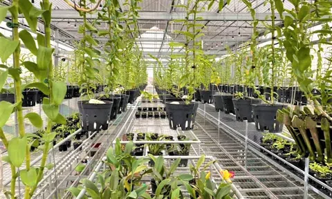 Ngỡ ngàng 8x Hà Nội bắt sân thượng “đẻ” tiền tỷ