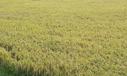 Giá lúa gạo hôm nay ngày 7/10: Giá lúa gạo đi ngang