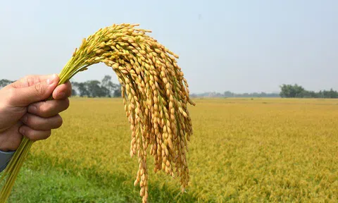 Ngày 9/10: Giá gạo xuất khẩu giảm nhẹ