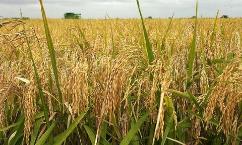 Giá lúa gạo ngày 12/10: Duy trì ổn định