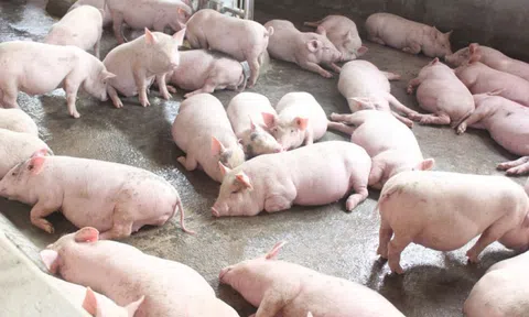 Giá lợn hơi hôm nay 13/10: Tiếp tục giảm mạnh