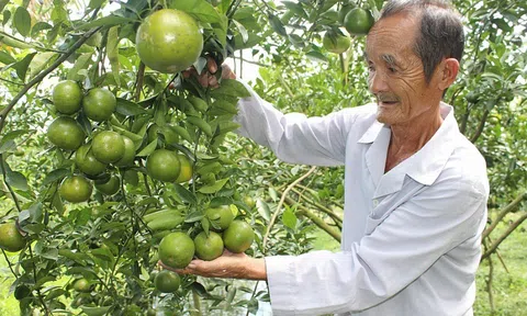 Giá thực phẩm hôm nay 17/10: Giá rau củ biến động trái chiều