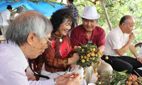 Chuyện về 4 cây vải tổ