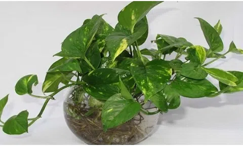 Cây cảnh trong nhà