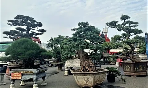 Festival Sinh Vật Cảnh thành phố Hà Nội mừng Đảng mừng Xuân Tân Sửu năm 2021