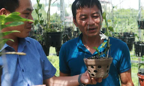 Đại gia Hà Nội nghiện "nàng Kiều Phi Yến”, có người trả 800 triệu vẫn không bán