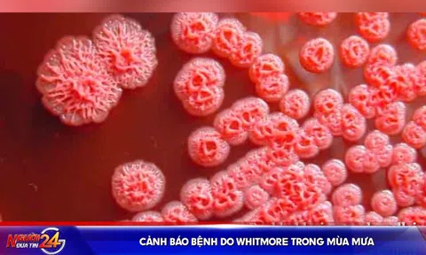 Cảnh báo bệnh do Whitmore trong mùa mưa
