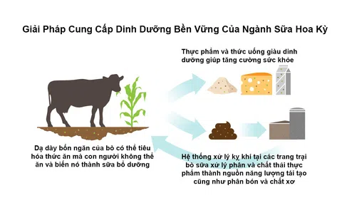 Ngành bơ sữa Hoa Kỳ: Các giải pháp nguyên liệu bền vững giúp thành công trong việc cải tiến thực phẩm