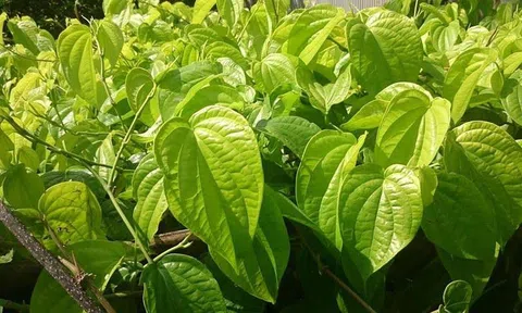 Eczestop giúp khắc phục triệu chứng viêm da dị ứng như thế nào?