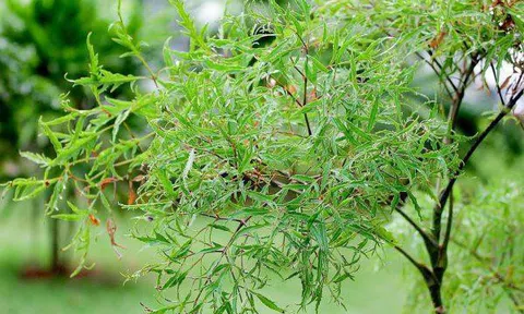 4 thảo dược trị viêm da cơ địa cực hay