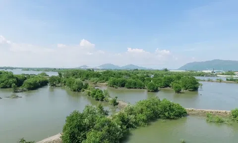 Mạng xã hội bỗng chốc 'xanh rì' với chiến dịch 'Triệu cây vươn cao cho Việt Nam xanh'