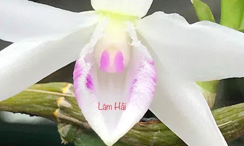 Sự thật hoa lan đột biến đắt hơn vàng: Choáng, 1 mầm bé tí giá 10 triệu