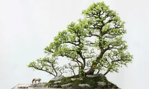Nghệ thuật Bonsai, nơi hội tụ của tình bạn và sự hòa hợp