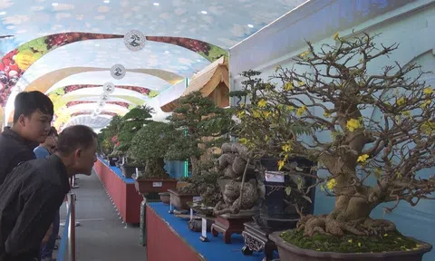 Mãn nhãn hàng ngàn tác phẩm Triển lãm Bonsai - Suiseki Châu Á - Thái Bình Dương 2019 tại Suối Tiên, TP. Hồ Chí Minh