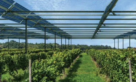 Kết hợp điện mặt trời trong sản xuất nông nghiệp: Giải pháp phát triển năng lượng bền vững
