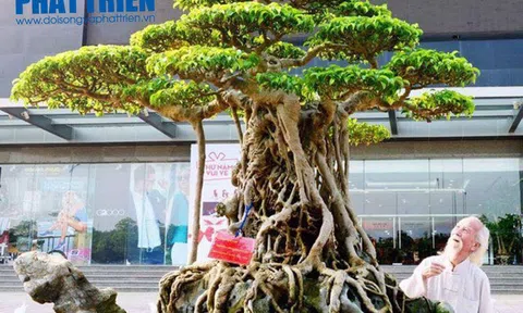 Tuyệt phẩm Mâm Xôi Con Gà: Một huyền tích từ văn hóa truyền thống đến ngôi sao truyền thông Cây cảnh nghệ thuật Việt Nam