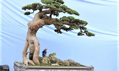Duối cổ “Thế võ Bình Định”: Báu vật của Huỳnh Gia Tây Sơn