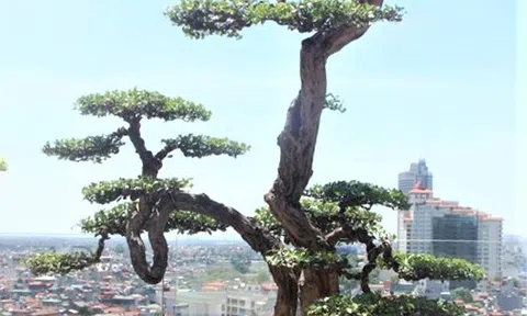 Siêu phẩm cây cảnh nghệ thuật của nghệ nhân Nguyễn Gia Thọ