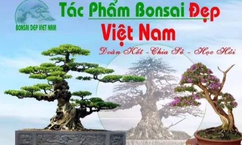 Group Tác phẩm Bonsai đẹp Việt Nam được đề cử vinh danh Cup Vàng tại Thủ đô