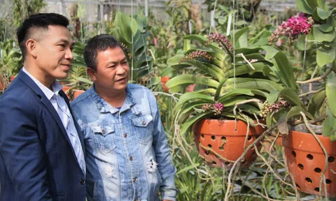 Vườn lan Tấn Phong một địa chỉ cung cấp hoa lan Tết uy tín tại Hà Nội