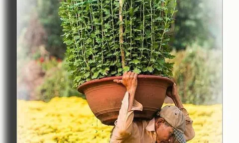 Xin đừng đợi đến chiều 30 mới mua hoa Tết