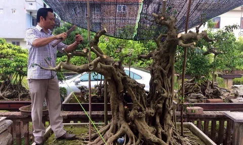 Đại gia Hà Thành bán đất chơi cây