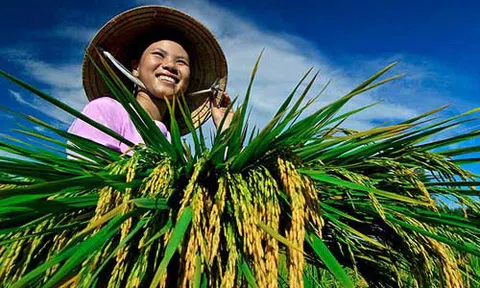 NÔNG DÂN ĐỒNG BẰNG SÔNG HỒNG VỚI KINH TẾ TẬP THỂ VÀ XÂY DỰNG HỢP TÁC XÃ NÔNG NGHIỆP.