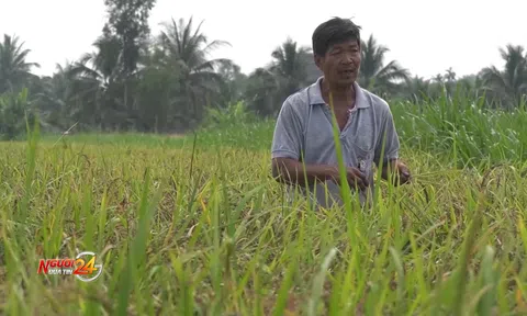 Gặp gỡ “Vua gạo tím”