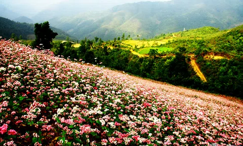 Những trải nhiệm thú vị, tuyệt vời khi đi du lịch tại Hà Giang