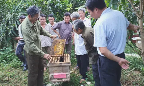 Hỗ trợ phục hồi sản xuất cho các HTX chịu ảnh hưởng bão, lụt thuộc vùng mục tiêu dự án SRDP