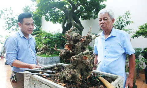 Mãn nhãn với vườn cây bonsai dáng quái giữa “lưng chừng trời” ở Hà Nội
