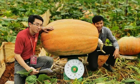 Xác lập kỷ lục quả bí ngô lớn nhất Việt Nam nặng 126,6 kg