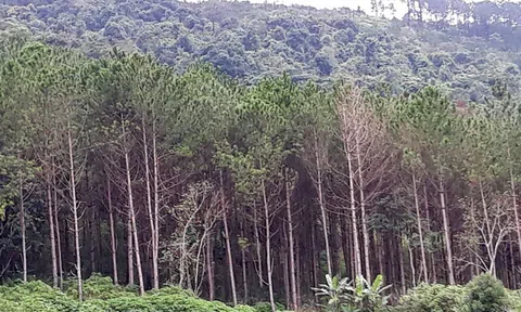 Cứu chữa rừng thông bị đầu độc