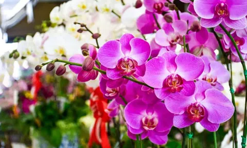 Thành phố Hồ Chí Minh tổ chức Festival Hoa Lan lớn nhất từ trước tới nay