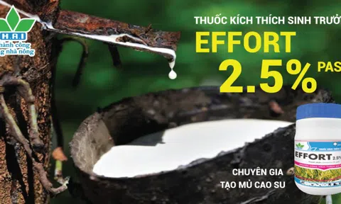 Effort 2.5% Paste – “chuyên gia” tạo mủ cao su