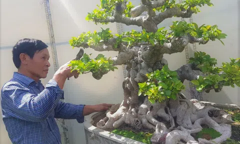 Lộ diện tác phẩm Si đỏ "Đường Quyền Tây Sơn" khách trả tiền tỷ chưa bán