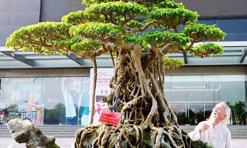 Sinh Vật Cảnh: Cuộc cách mạng cảnh quan thiên nhiên và môi trường sinh thái