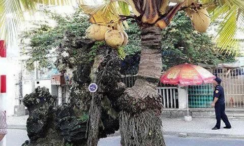 Tác phẩm Bonsai: Chấm bằng Like, đúng sai nhiều ý kiến