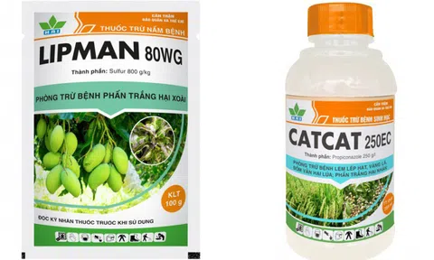 Phòng trị bệnh ghẻ nhám hiệu quả trên cây có múi