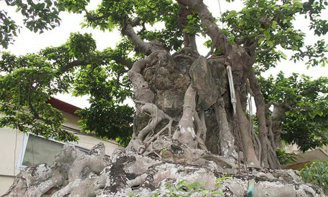 Cửu Long Tranh Châu: Bí mật ẩn sau một tuyệt phẩm thiên nhiên và sáng tạo của con người