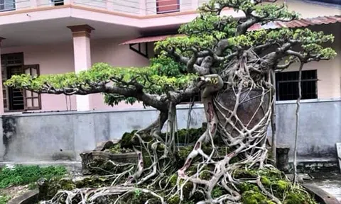 Hướng đi nào cho cây cảnh nghệ thuật Việt Nam hội nhập và phát triển