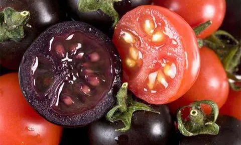 Phát triển giống cà chua tím giàu anthocyanin